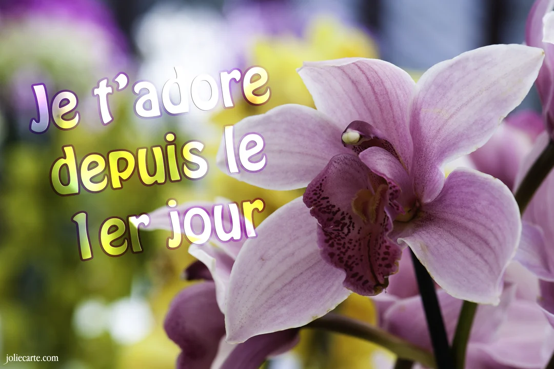 Gros plan sur une magnifique orchidée rose-mauve sur un fond coloré et flou, avec le texte superposé 'Je t'adore depuis le 1er jour'.