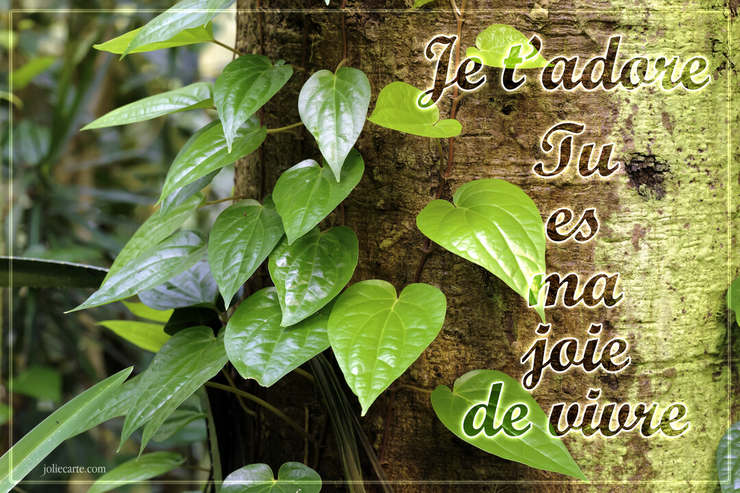 Une plante grimpante aux feuilles vertes et brillantes en forme de cœur s'enroule autour du tronc texturé d'un arbre en gros plan.