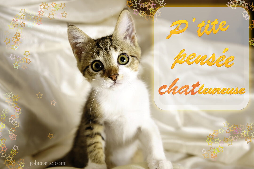 Un jeune chaton au pelage tabby et blanc est assis sur un drap satiné, regardant la caméra avec de grands yeux curieux et verts.