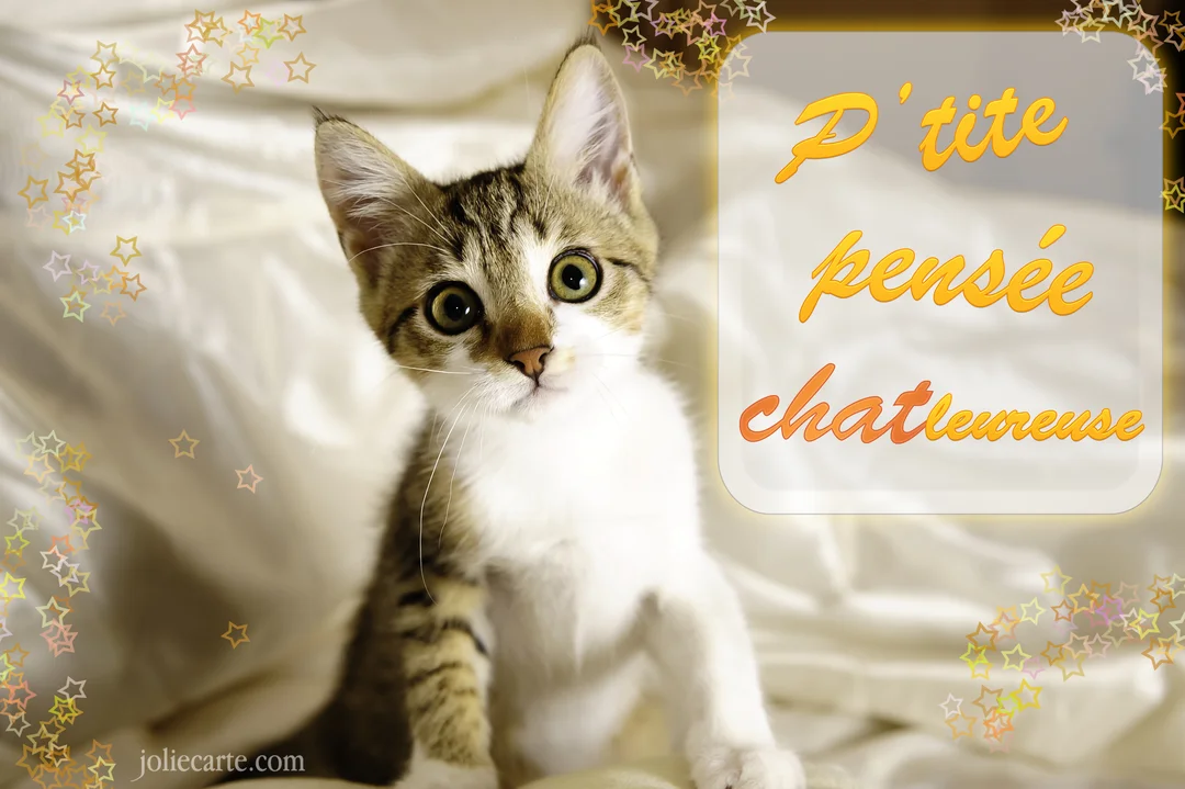 Un jeune chaton au pelage tabby et blanc est assis sur un drap satiné, regardant la caméra avec de grands yeux curieux et verts.