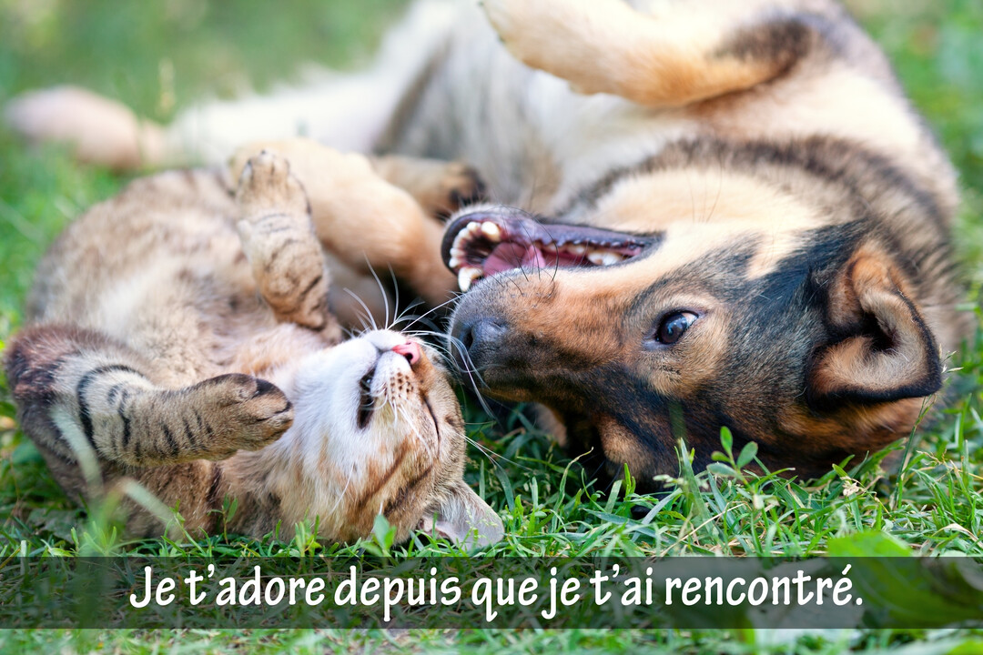 En gros plan, un chien et un chat sont allongés sur le dos dans l'herbe, jouant avec une complicité évidente et joyeuse.