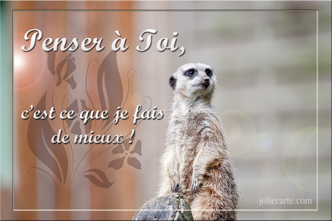 Un suricate au pelage beige se tient droit sur ses pattes arrière, regardant fixement vers la droite sur un fond flou et chaleureux.