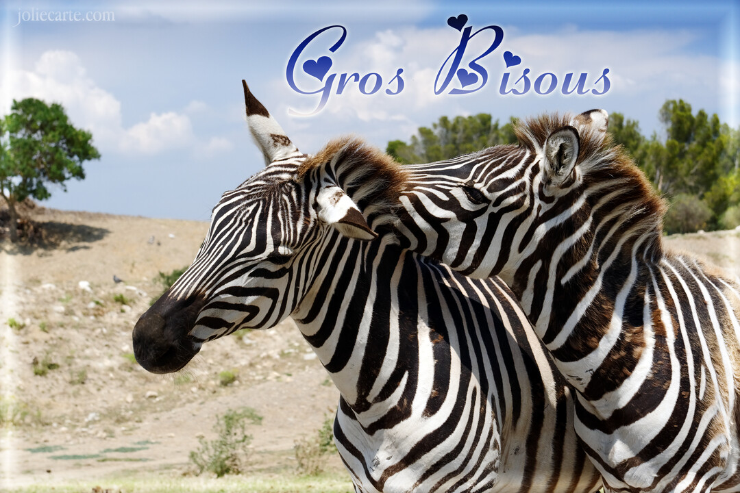 Photographie de deux zèbres au pelage rayé noir et blanc, l'un blotti contre l'autre, dans un paysage de savane ensoleillée.