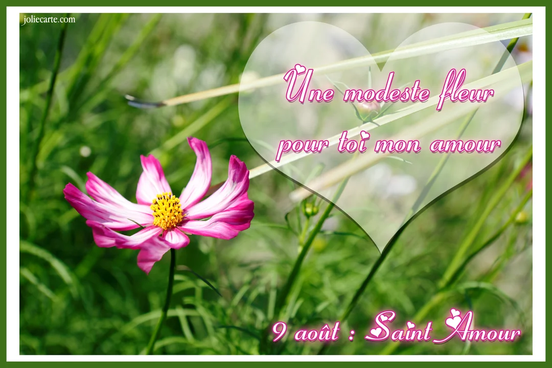 Une fleur de cosmos rose et blanche, photographiée en gros plan dans un champ verdoyant, accompagne un message d'amour pour la Saint Amour.