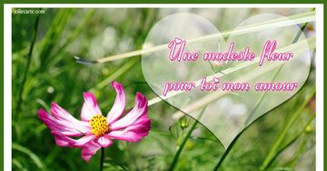 Aperçu de la carte : Une modeste fleur pour toi mon amour. 9 août Saint Amour