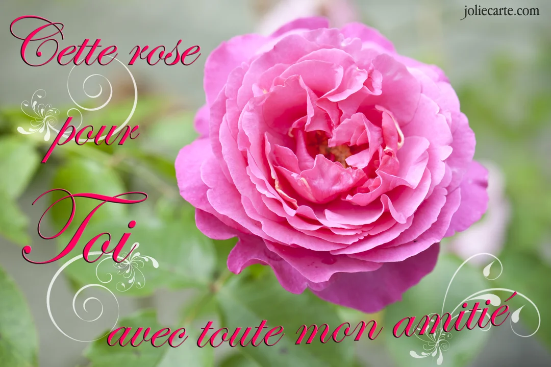 Gros plan sur une rose rose aux multiples pétales, sur un fond de feuillage vert flou, avec un texte d'amitié calligraphié.