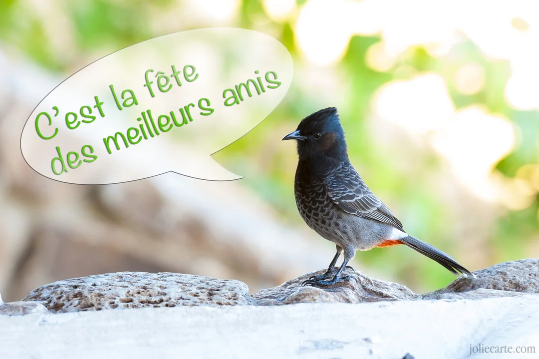 Un petit oiseau gris et noir avec une huppe se tient sur un rocher, avec un message festif pour les meilleurs amis.