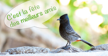 Aperçu de la carte : C'est la fête des meilleurs amis