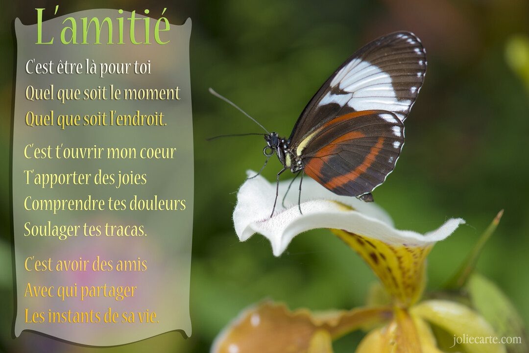 Un papillon aux ailes marron, blanches et orange se pose sur le pétale blanc d'une orchidée, sur un fond vert naturel flouté.