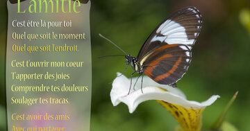 Aperçu de la carte : « L'amitié, c'est être là pour toi, comprendre tes douleurs, soulager tes tracas... »