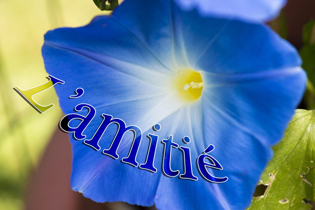 Une photographie macro d'une fleur bleue en forme de trompette, avec un cœur blanc et jaune, illustrant le mot 'L'amitié'.