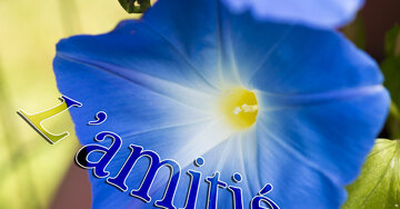 Aperçu de la carte : L'amitié