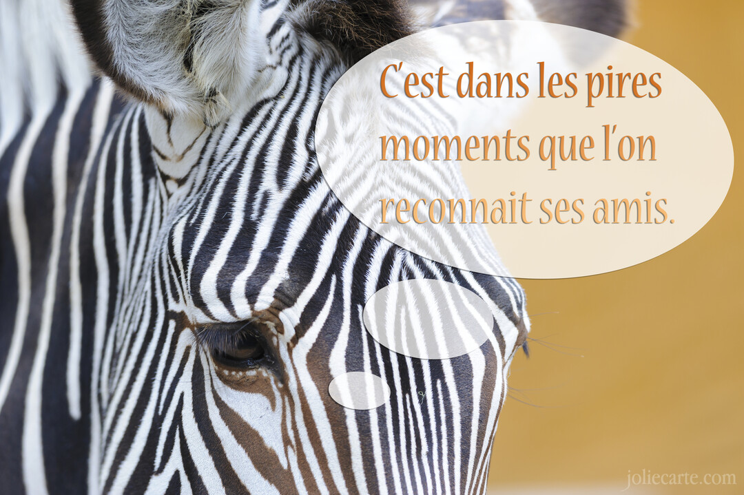 Gros plan sur la tête d'un zèbre au pelage rayé noir et blanc, avec un œil visible, sur un fond ocre flou.