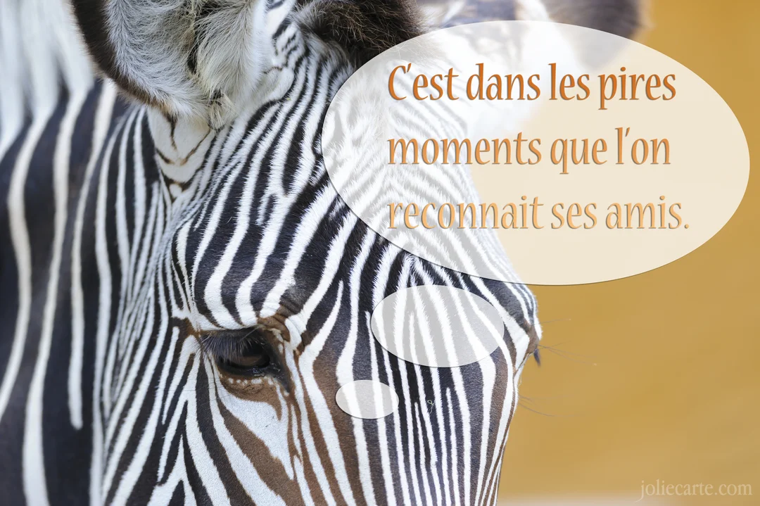 Gros plan sur la tête d'un zèbre au pelage rayé noir et blanc, avec un œil visible, sur un fond ocre flou.