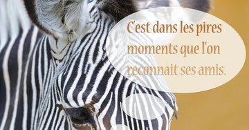 Aperçu de la carte : C'est dans les pires moments que l'on reconnait ses amis.