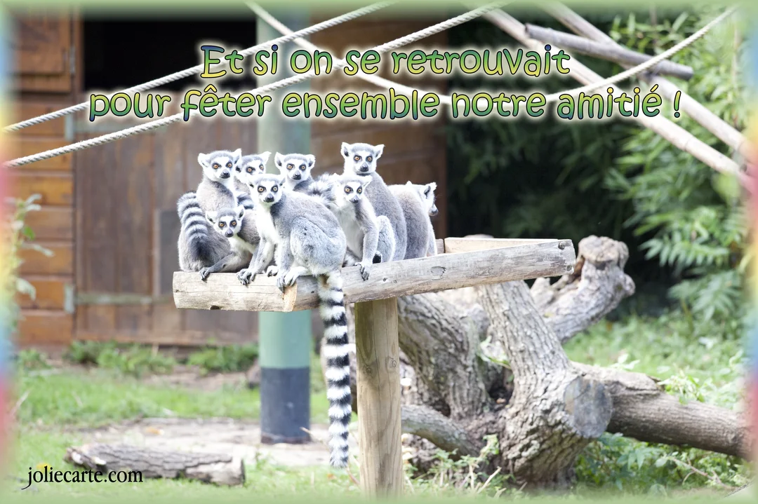 Un groupe de lémuriens à queue annelée est assis sur une structure en bois, regardant fixement l'objectif dans un enclos verdoyant.
