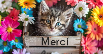 Aperçu de la carte : Merci