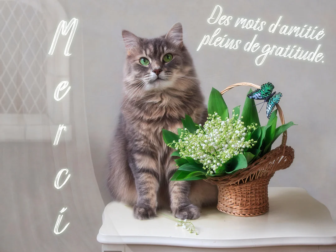 Un chat gris au poil long est assis sur une table à côté d'un panier en osier rempli de brins de muguet.