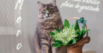 Aperçu de la carte : Des mots d'amitié pleins de gratitude.