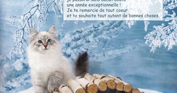 Aperçu de la carte : « Si cette année est à l'image de tes vœux, je passerai une année exceptionnelle... »