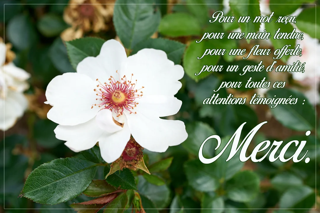 Gros plan sur une fleur blanche aux étamines rouges et jaunes, posée sur un fond de feuillage vert, avec un texte de remerciement.