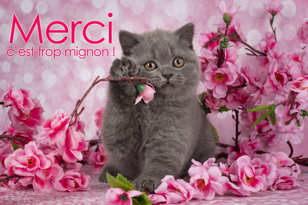 Un petit chaton gris au pelage duveteux est assis au milieu de fleurs de cerisier roses, regardant l'objectif avec de grands yeux.