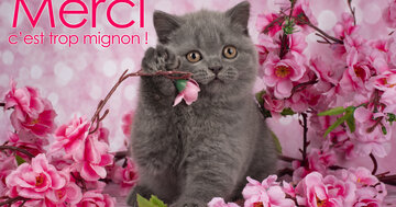 Aperçu de la carte : Merci c'est trop mignon !