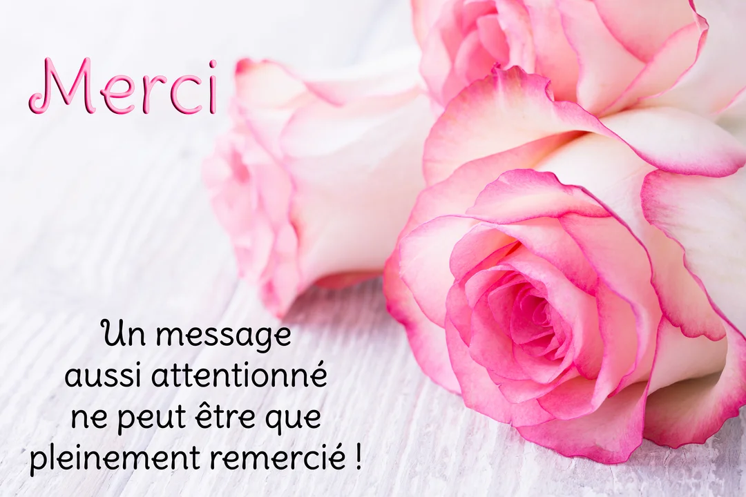 Un gros plan photographique sur trois roses aux pétales blancs bordés de rose vif, disposées sur une surface en bois blanc texturé.