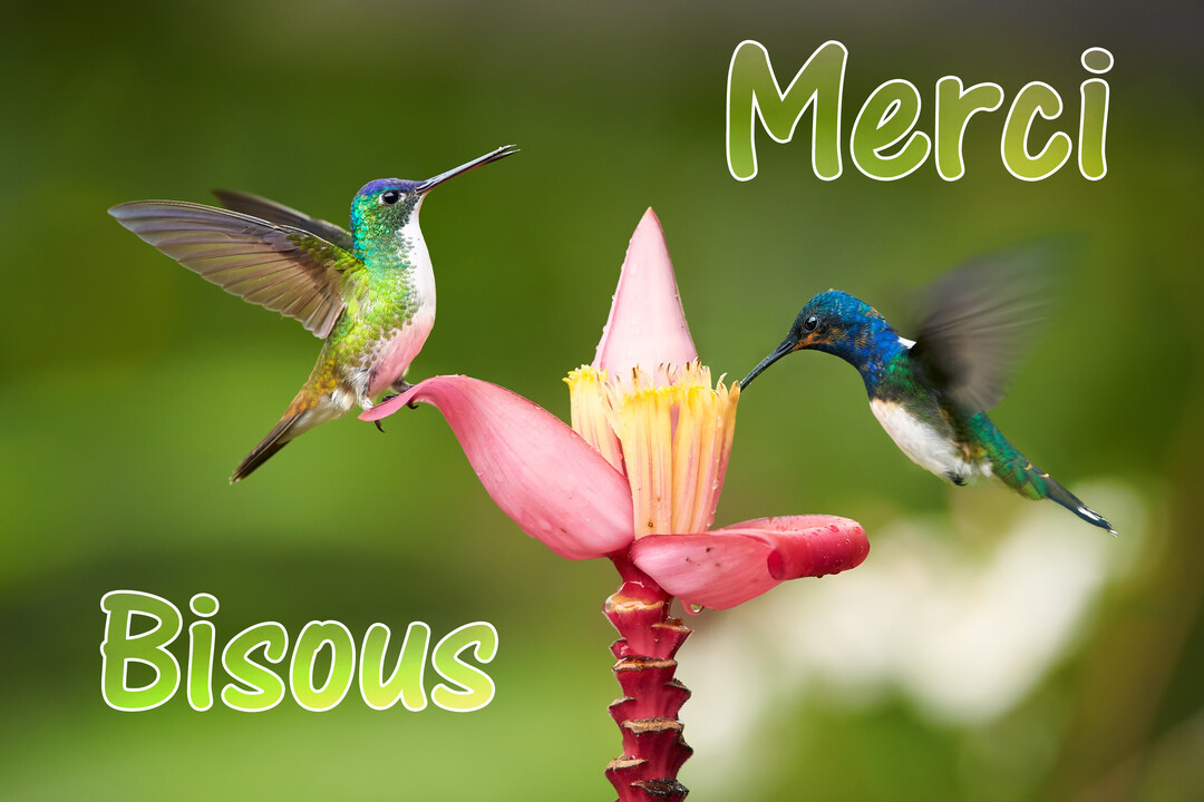 Deux colibris aux plumes irisées interagissent avec une fleur de bananier rose sur un fond vert naturel flouté, accompagnés du texte 'Merci Bisous'.