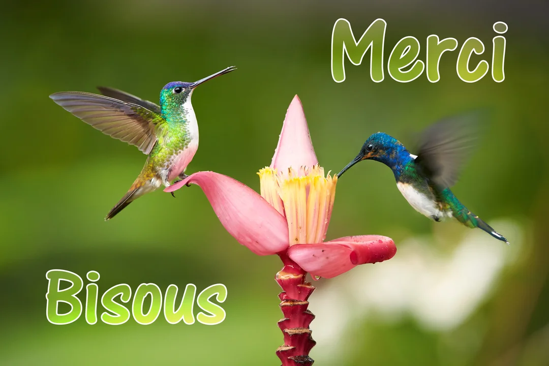 Deux colibris aux plumes irisées interagissent avec une fleur de bananier rose sur un fond vert naturel flouté, accompagnés du texte 'Merci Bisous'.