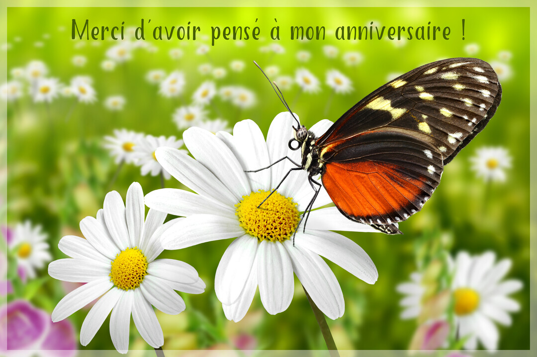 Un papillon aux ailes orange et noires est posé sur le cœur jaune d'une marguerite blanche, sur un fond verdoyant et flou de prairie.