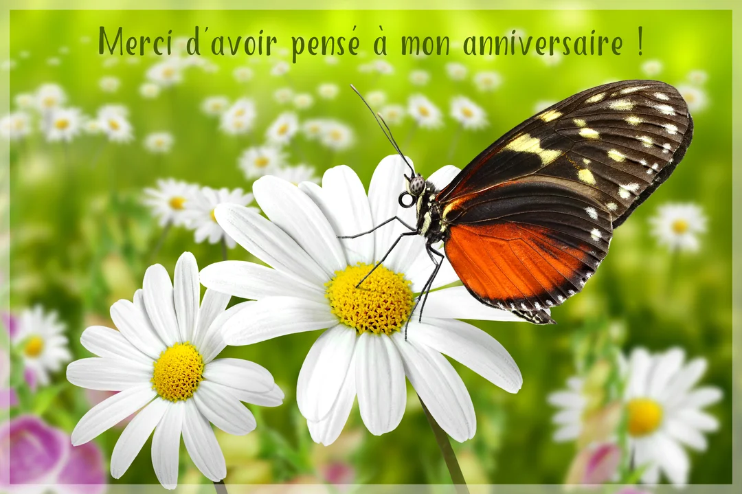 Un papillon aux ailes orange et noires est posé sur le cœur jaune d'une marguerite blanche, sur un fond verdoyant et flou de prairie.