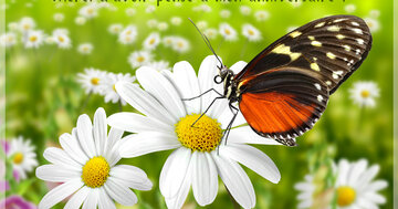 Aperçu de la carte : Merci d'avoir pensé à mon anniversaire