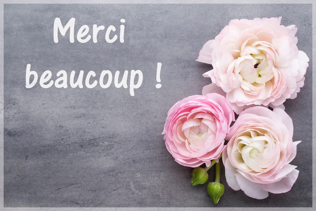 Trois fleurs de renoncules roses et blanches reposent sur une surface grise texturée, à côté du texte blanc 'Merci beaucoup !'.