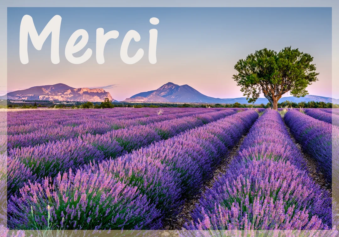 Un vaste champ de lavande en fleurs, aux rangées bien alignées, s'étend vers un arbre isolé et des montagnes lointaines au crépuscule.