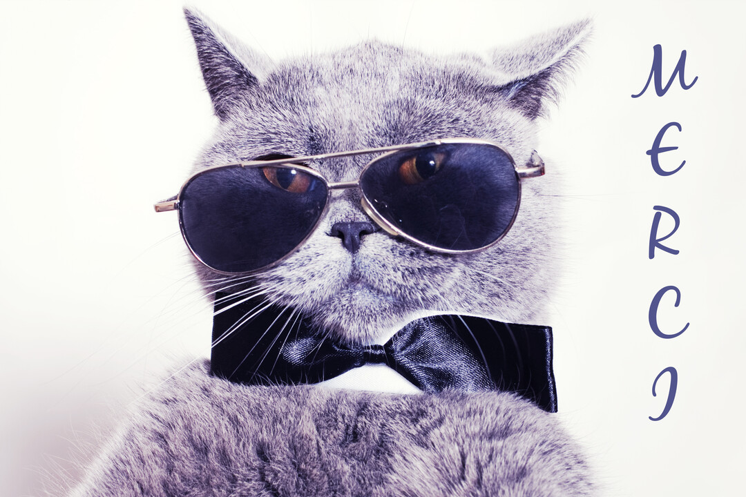 Gros plan sur un chat gris portant des lunettes de soleil et un nœud papillon noir, avec le mot 'Merci' écrit verticalement à droite.