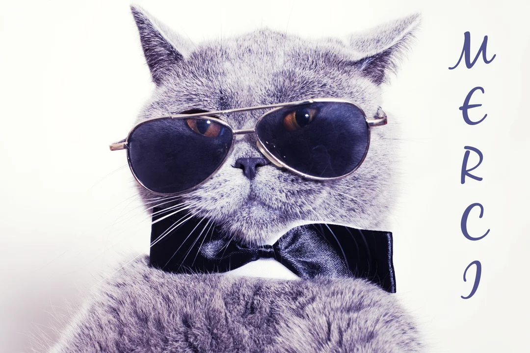 Gros plan sur un chat gris portant des lunettes de soleil et un nœud papillon noir, avec le mot 'Merci' écrit verticalement à droite.