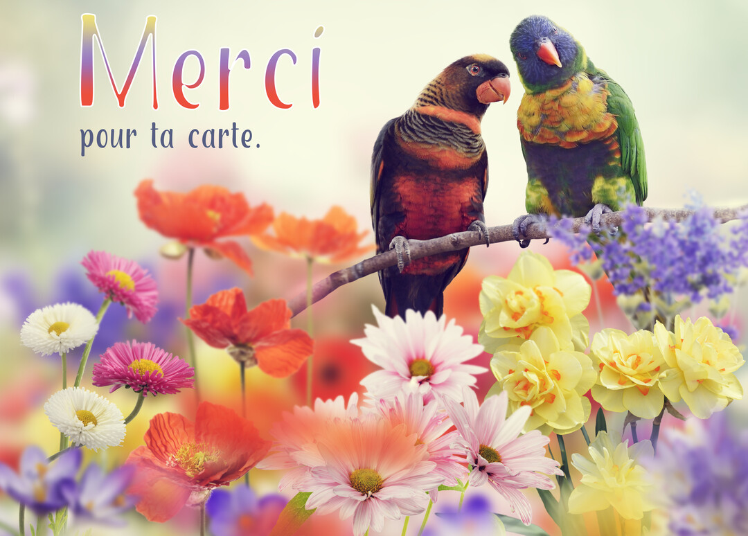 Deux perroquets colorés, un lori et un autre oiseau, sont perchés sur une branche au-dessus d'un champ de fleurs multicolores.