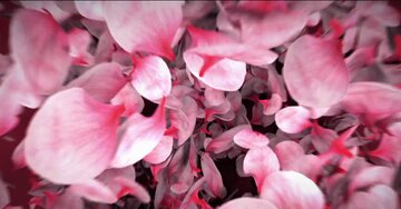 Aperçu de la carte : Nous vous remercions très affectueusement et sincèrement.