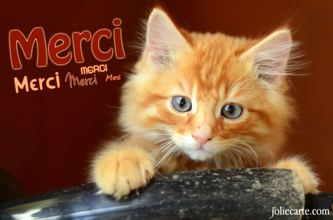 Un gros plan photographique d'un adorable chaton roux à poil long et aux yeux bleus, avec le mot 'Merci' inscrit en rouge.