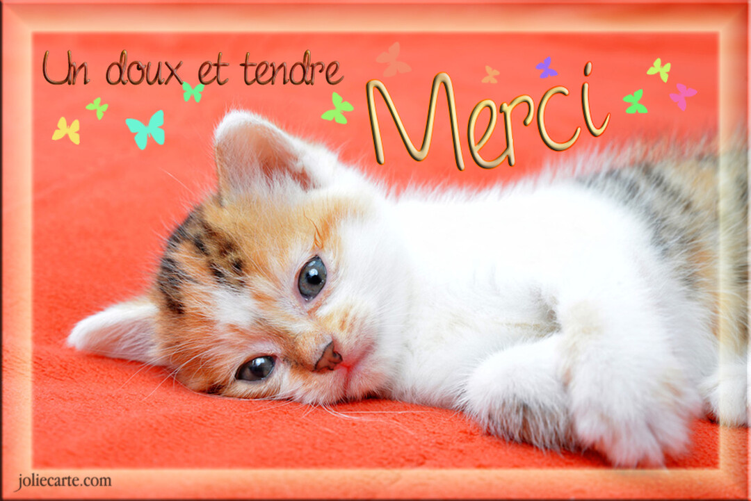 Un jeune chaton tricolore est allongé sur une couverture orange vif, avec le texte 'Un doux et tendre Merci' et des papillons colorés.