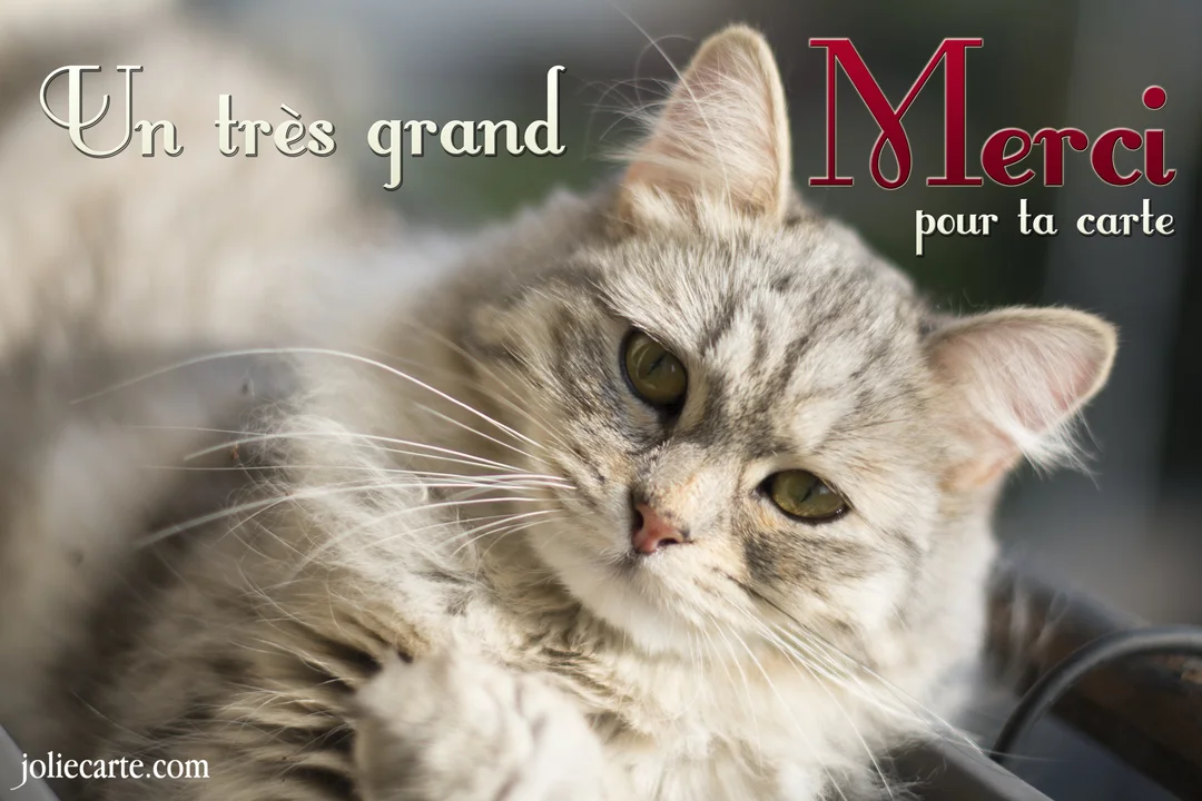 Gros plan sur un adorable chaton sibérien au pelage gris argenté et aux yeux verts, avec un texte superposé disant 'Un très grand merci pour ta carte'.