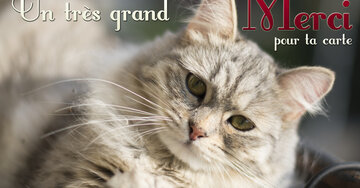 Aperçu de la carte : Un très grand merci pour ta carte