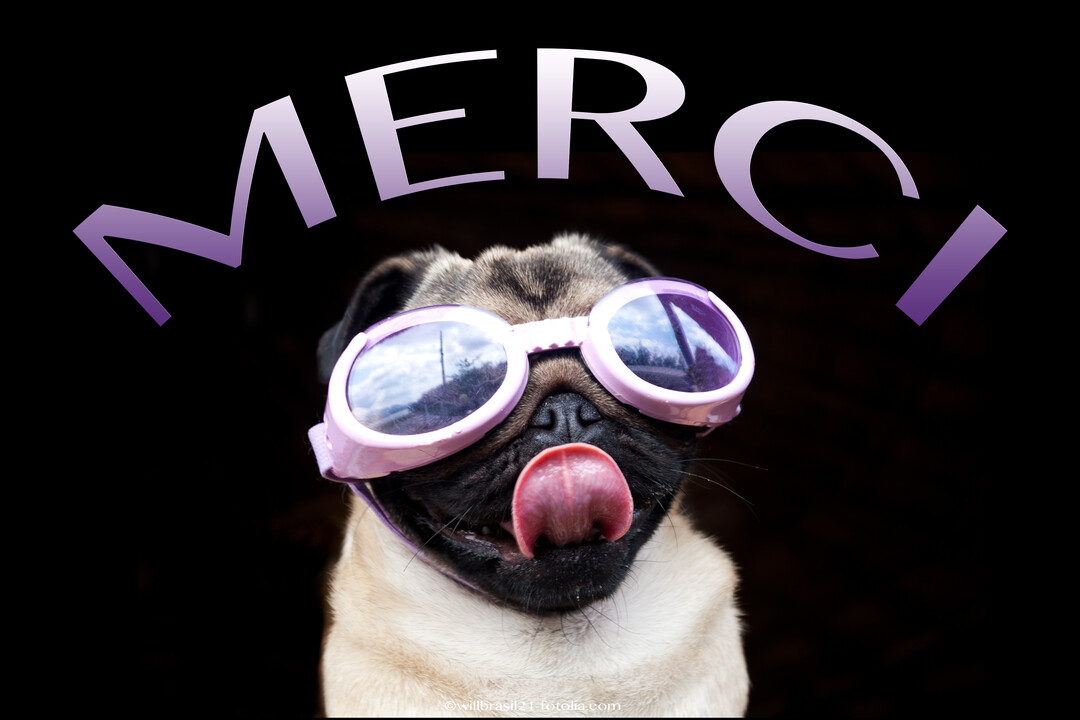 Un chien de race carlin, coiffé de lunettes de protection violettes, tire la langue sur un fond noir avec le mot 'Merci'.