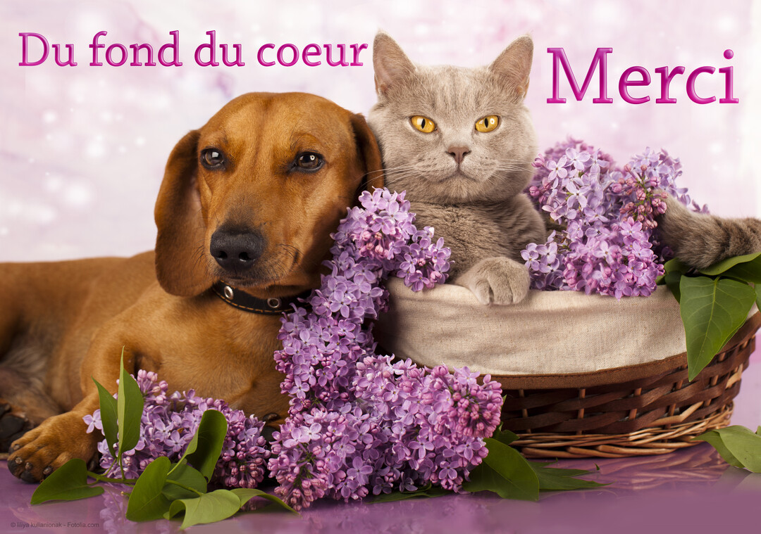Un chien teckel marron est couché à côté d'un chat gris assis dans un panier, le tout décoré de fleurs de lilas violets.