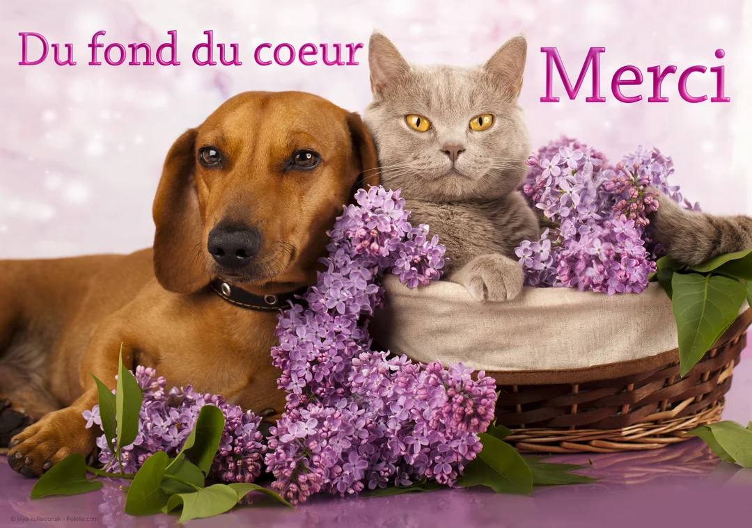 Un chien teckel marron est couché à côté d'un chat gris assis dans un panier, le tout décoré de fleurs de lilas violets.