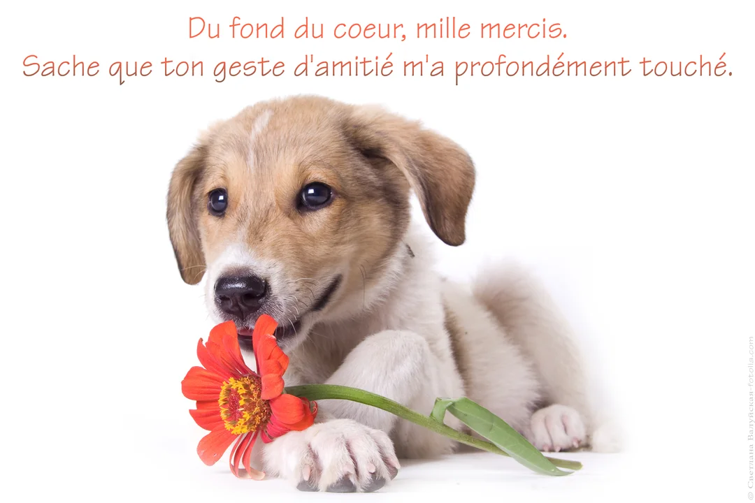 Sur un fond blanc pur, un jeune chiot au pelage beige et blanc est couché, regardant tendrement, tout en tenant une fleur rouge.