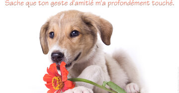Aperçu de la carte : « Du fond du coeur, mille mercis pour ton geste d'amitié... »