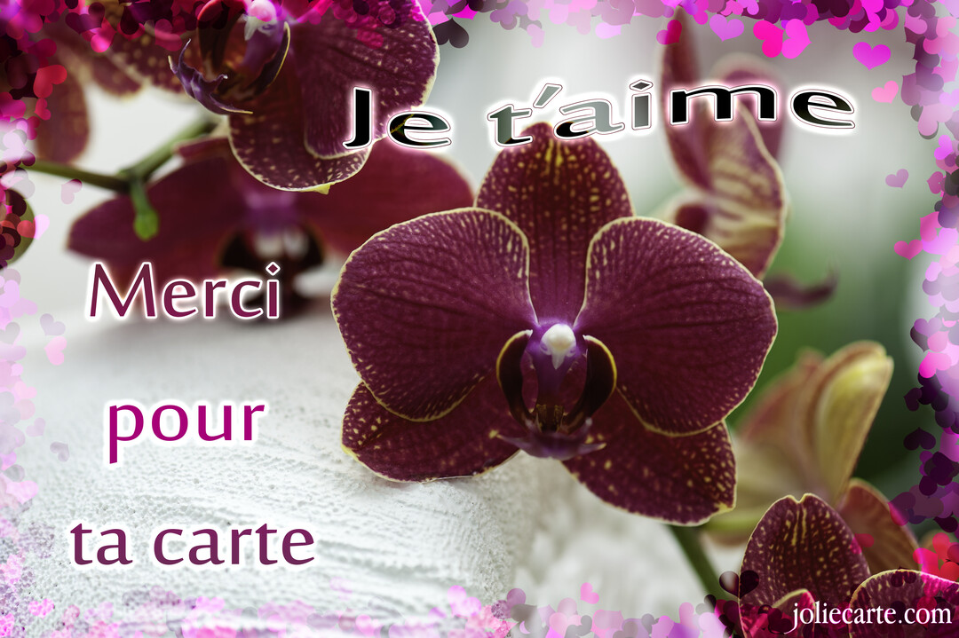 Une photographie d'orchidées mauves sur un fond texturé blanc, avec un cadre de cœurs roses et le texte 'Merci pour ta carte. Je t'aime'.