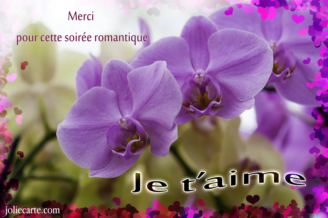 Gros plan sur des orchidées violettes, encadrées de cœurs, avec le texte superposé 'Merci pour cette soirée romantique. Je t'aime'.